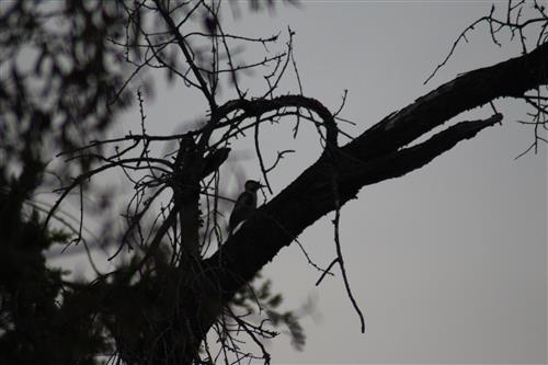 ענפי עץ עם ציפור שיר